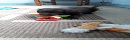 Kruising honden te koop: Kruising pup Bencie!! - Advertentie 9