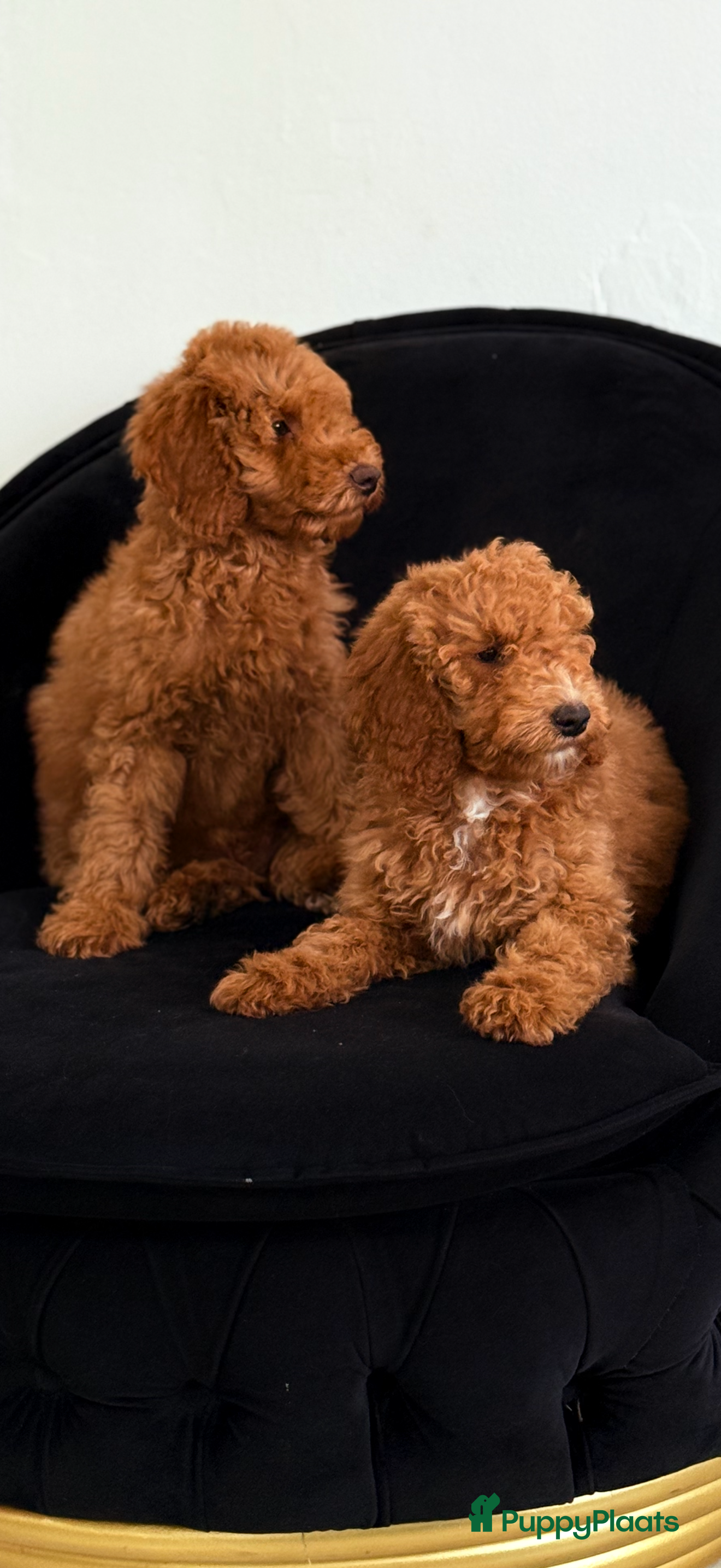 Labradoodle honden Labradoodle  - Advertentie 2