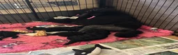 Poedel honden te koop: Grote poedel pup met fci stamboom - Advertentie 9