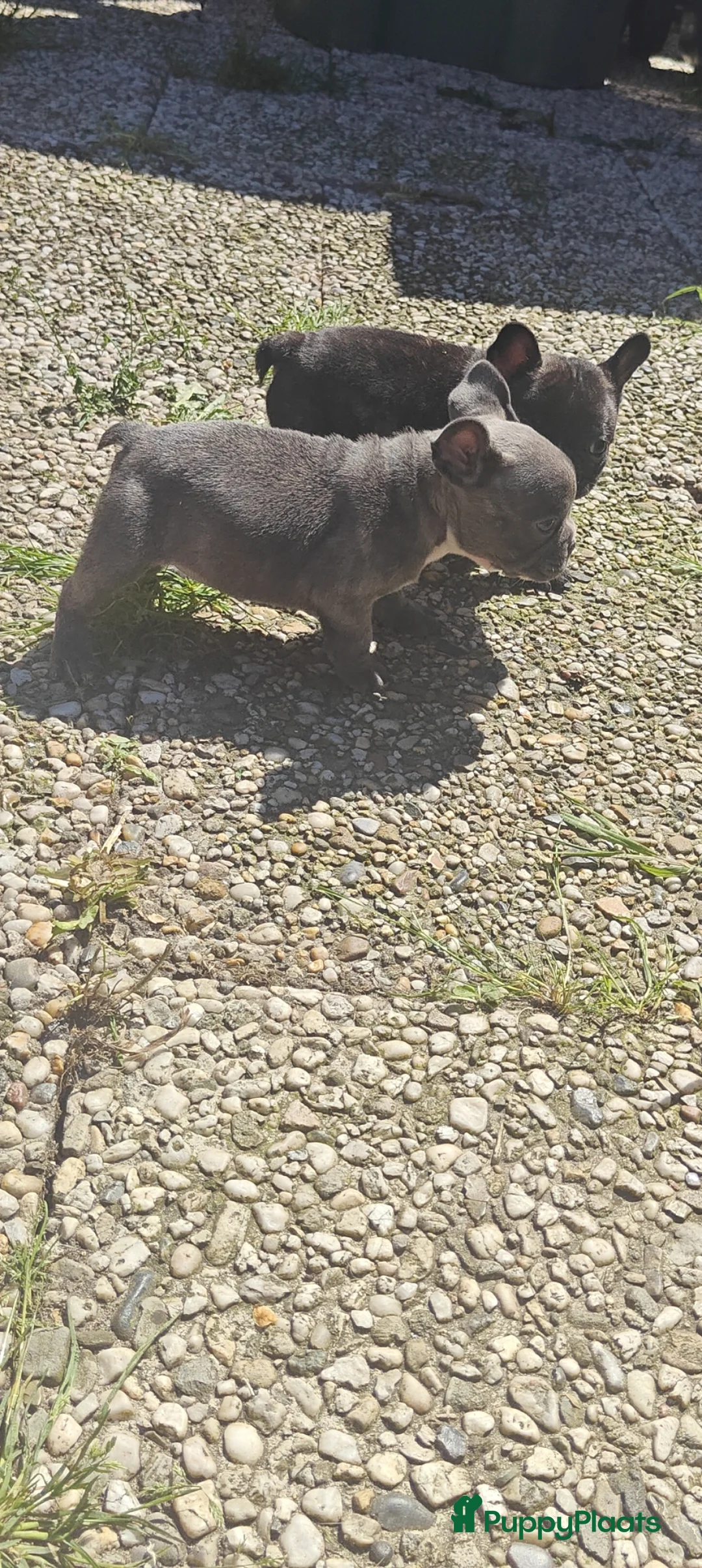 Franse Bulldog honden te koop: Franse bulldog pups uit geteste ouders.  in Zevenaar - Advertentie 10
