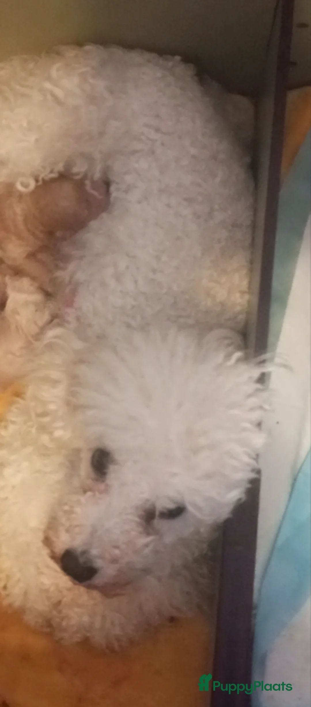 Poedel Toy honden te koop: Super mooi en lief toy poedel teefje in Nuth - Advertentie 2