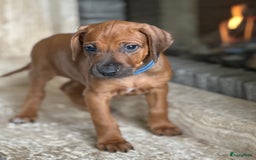Rhodesian Ridgeback honden te koop: Prachtige en perfecte Rhodesian Ridgeback pups in Oosterbeek - Afbeelding 16