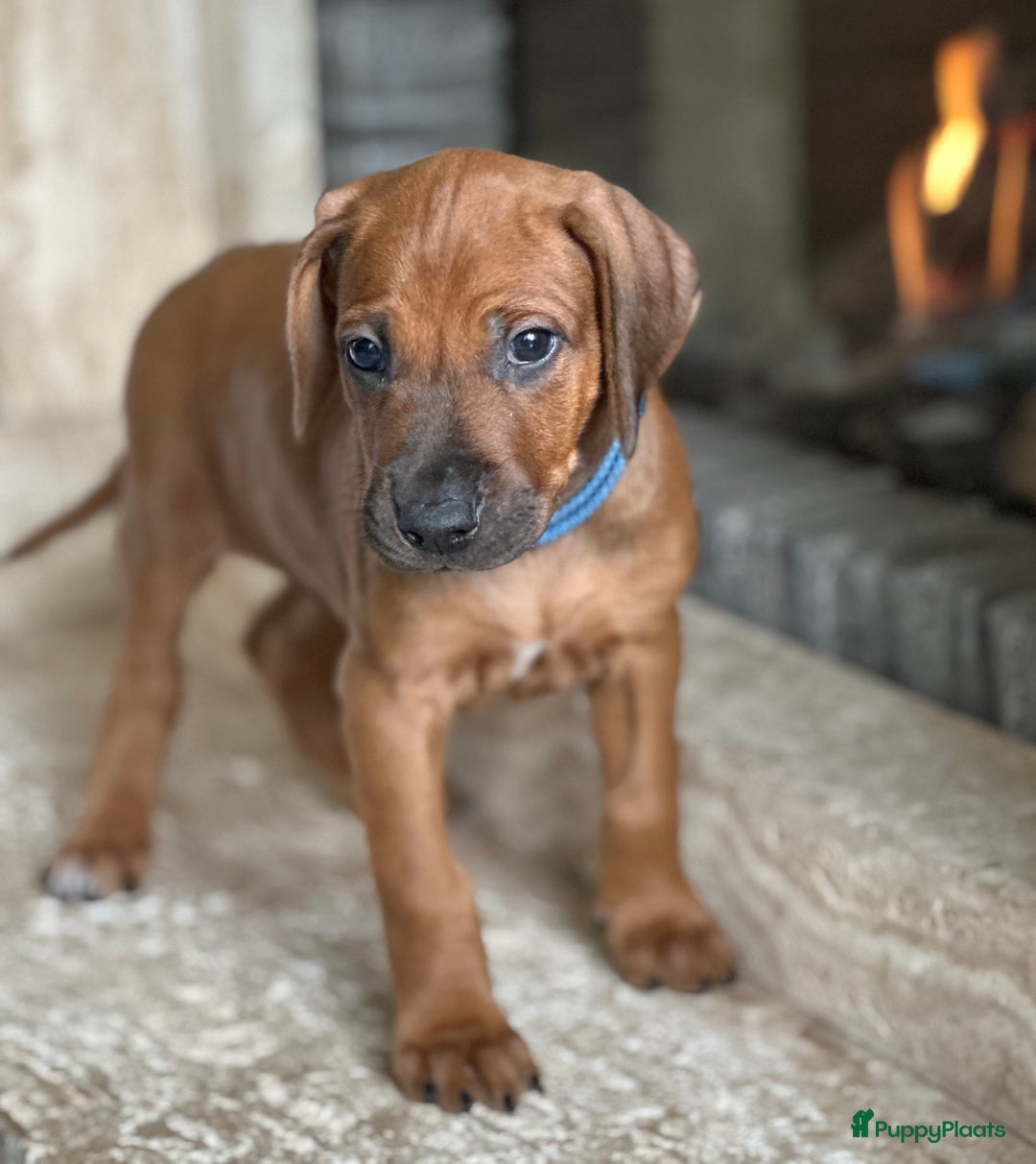 Rhodesian Ridgeback honden te koop: Prachtige en perfecte Rhodesian Ridgeback pups in Oosterbeek - Afbeelding 16