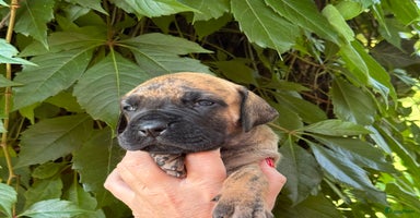 Duitse Dog honden - Advertentie 15