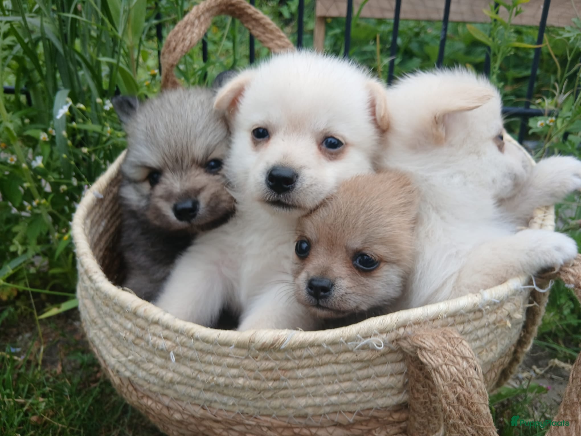 Pomchi honden Lieve pomchis - Advertentie 2