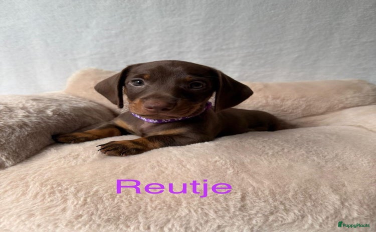 Teckel (korthaar)  honden - Advertentie 1