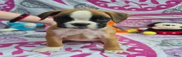 Boxer honden te koop: Boxer puppy's - Advertentie 8