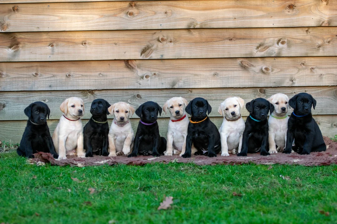 Labrador Retriever honden te koop: Lief blond labrador teefje - Advertentie 3