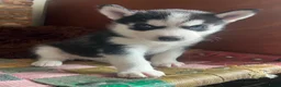 Siberische Husky honden te koop: Lieve husky pups zoeken een gouden mandje - Advertentie 7