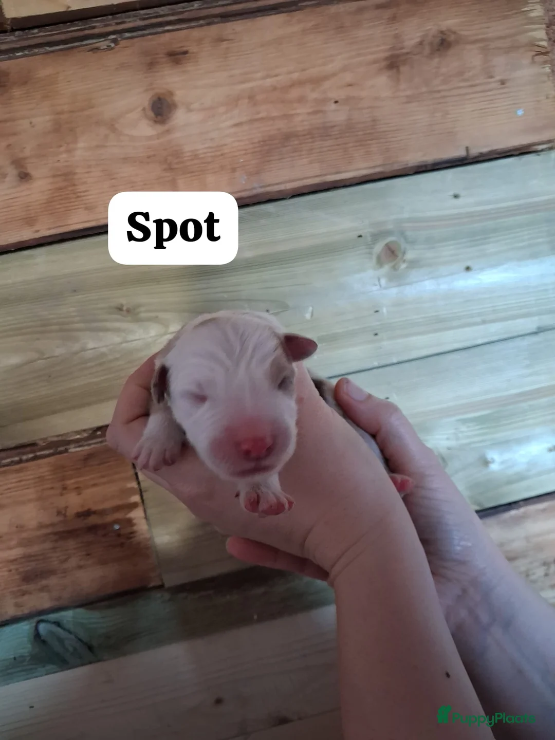 Australian Shepherd honden te koop: 10 prachtige Australische herder pups! - Advertentie 17