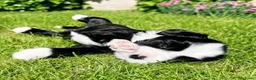 Tibetaanse Terriër honden te koop: Tibetaanse Terriër reutje beschikbaar  - Advertentie 3