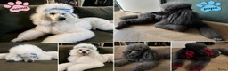 Poedel honden te koop: Koningspoedel grote poedel pups MOGEN NU WEG - Advertentie 22