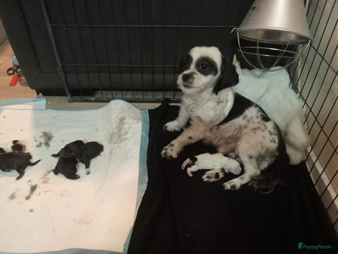 Kruising honden te koop: Mooie shitzuboomer - Advertentie 7