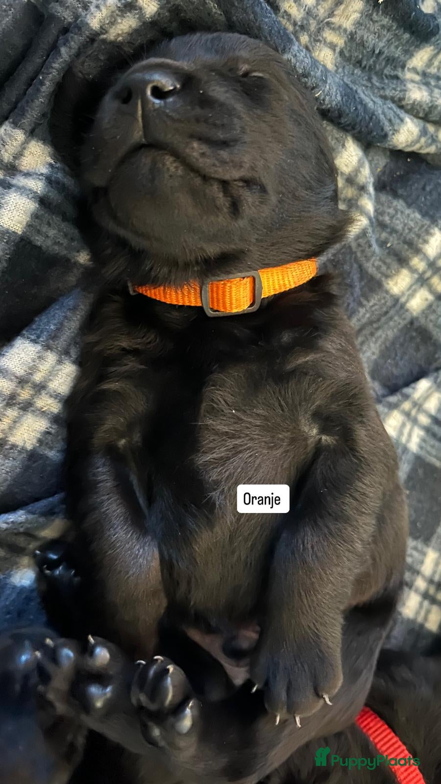 Labrador Retriever Puppy 4