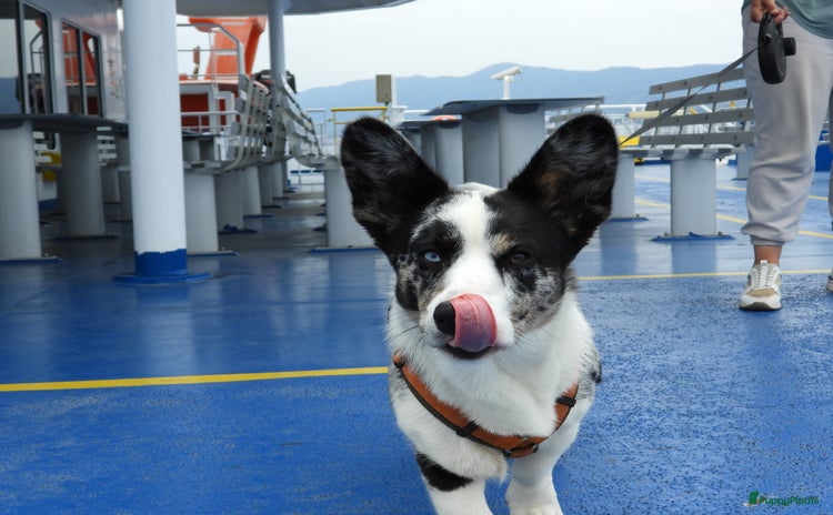 Welsh Corgi Cardigan honden Dekreu ingeschreven bij rasvereniging.  - Advertentie 1