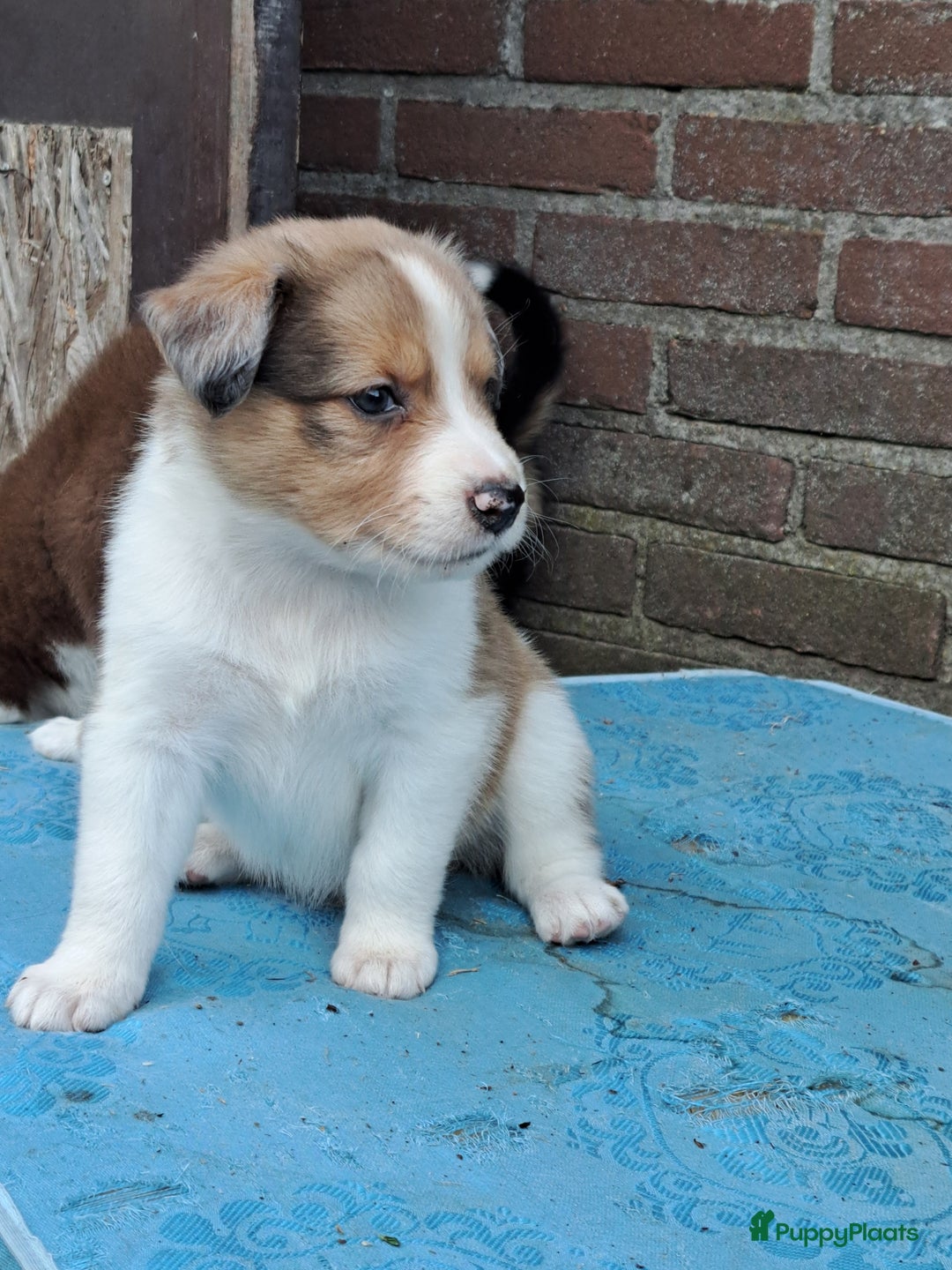 Australian Shepherd honden te koop: Australian Shepherd x Bordercollie pups in Linde - Afbeelding 23