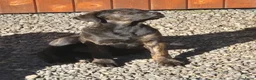 Kruising honden te koop: 2 lieve dames Presa Canario /Rottweiler - Advertentie 5