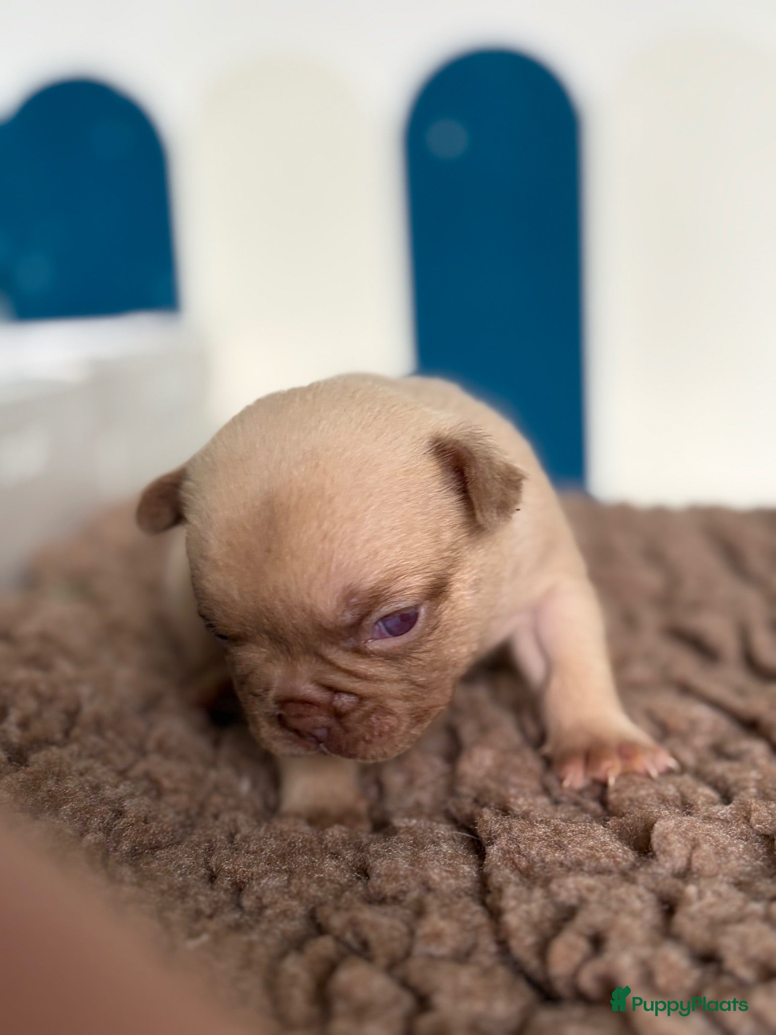 Franse Bulldog honden Mooie fluffy Franse bulldog pups  - Advertentie 2