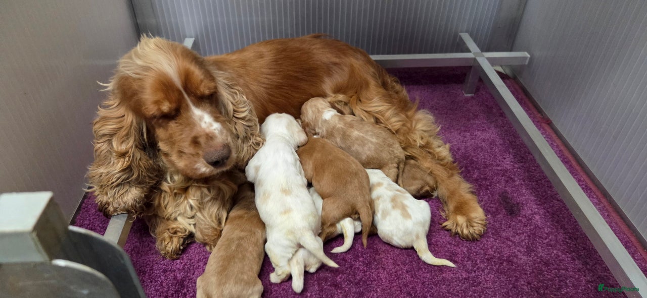 Engelse Cocker Spaniel honden Engelse Cockerspaniel pups met Stamboom  - Advertentie 2