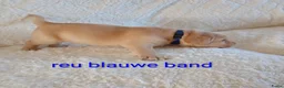 Labrador Retriever honden te koop: Labrador Retriever pups - Advertentie 3