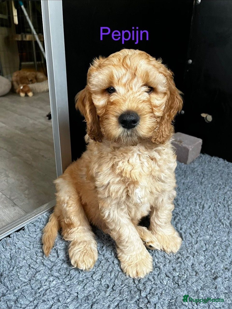 Australian Labradoodle honden Medium Australian Labradoodle puppy's - Advertentie 1