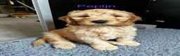 Australian Labradoodle honden te koop: Medium Australian Labradoodle puppy's - Advertentie 11