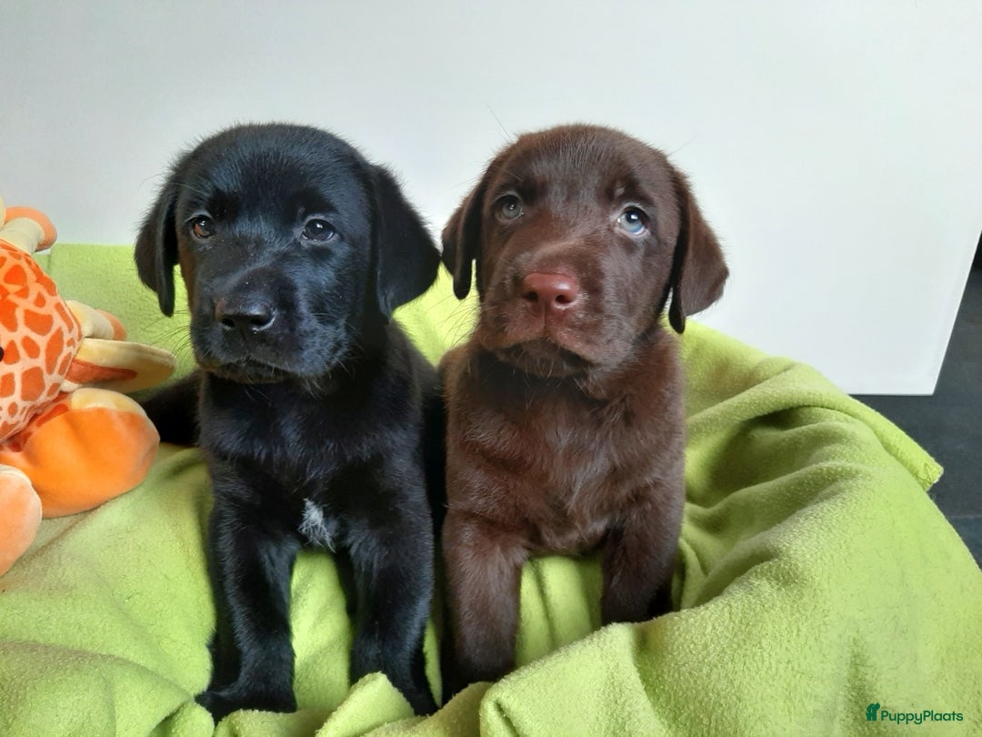 Labrador Retriever honden te koop: Bruin reutje - Afbeelding 9