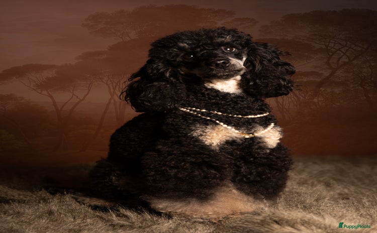 Dwergpoedel honden - Advertentie 6