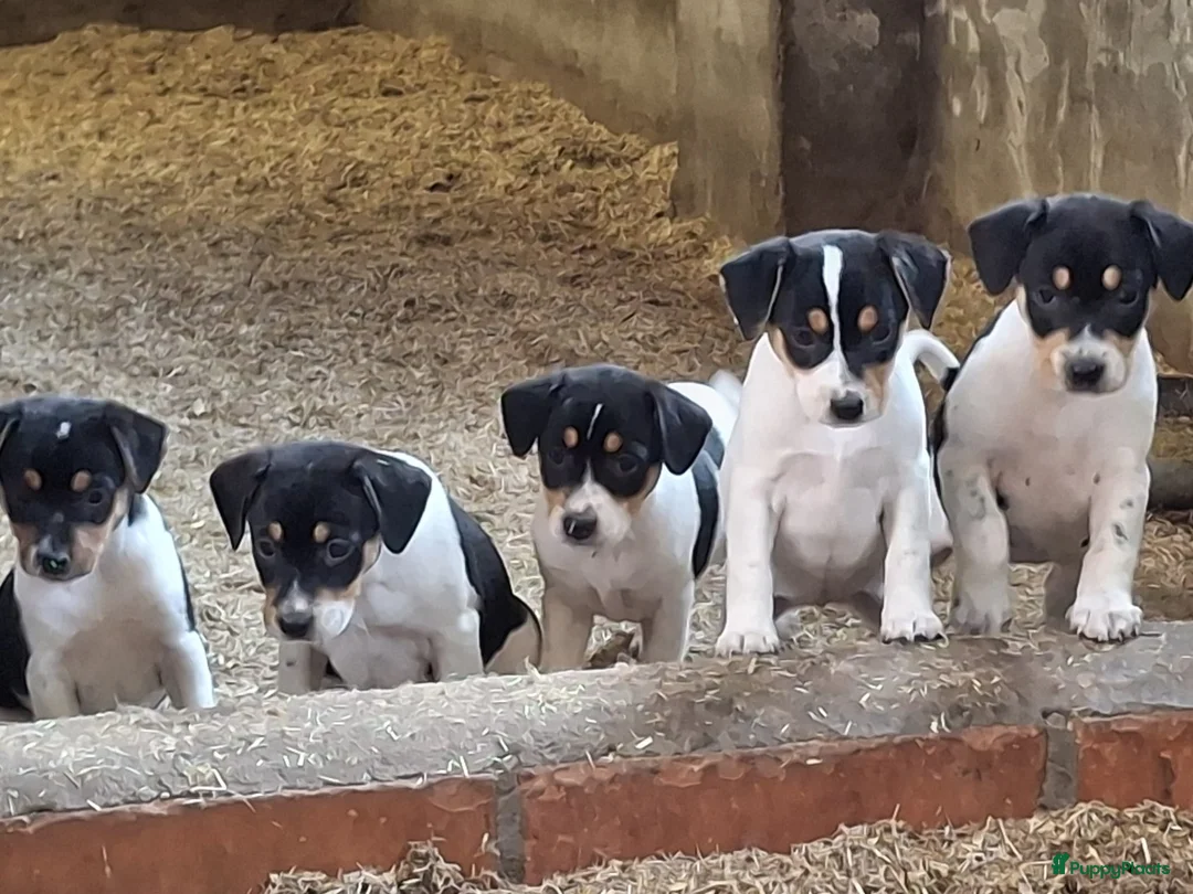 Fox Terriër Gladhaar honden te koop: boerenfox puppy's  - Advertentie 4