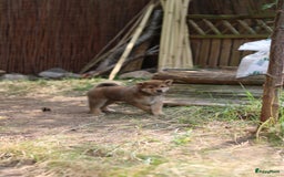 Shiba honden te koop: Shiba teefje met stamboom - Afbeelding 18