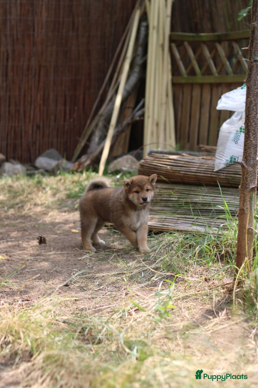 Shiba honden te koop: Shiba teefje met stamboom - Afbeelding 18