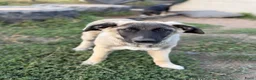Anatolische Herdershond honden ter adoptie: Diesel - Advertentie 2