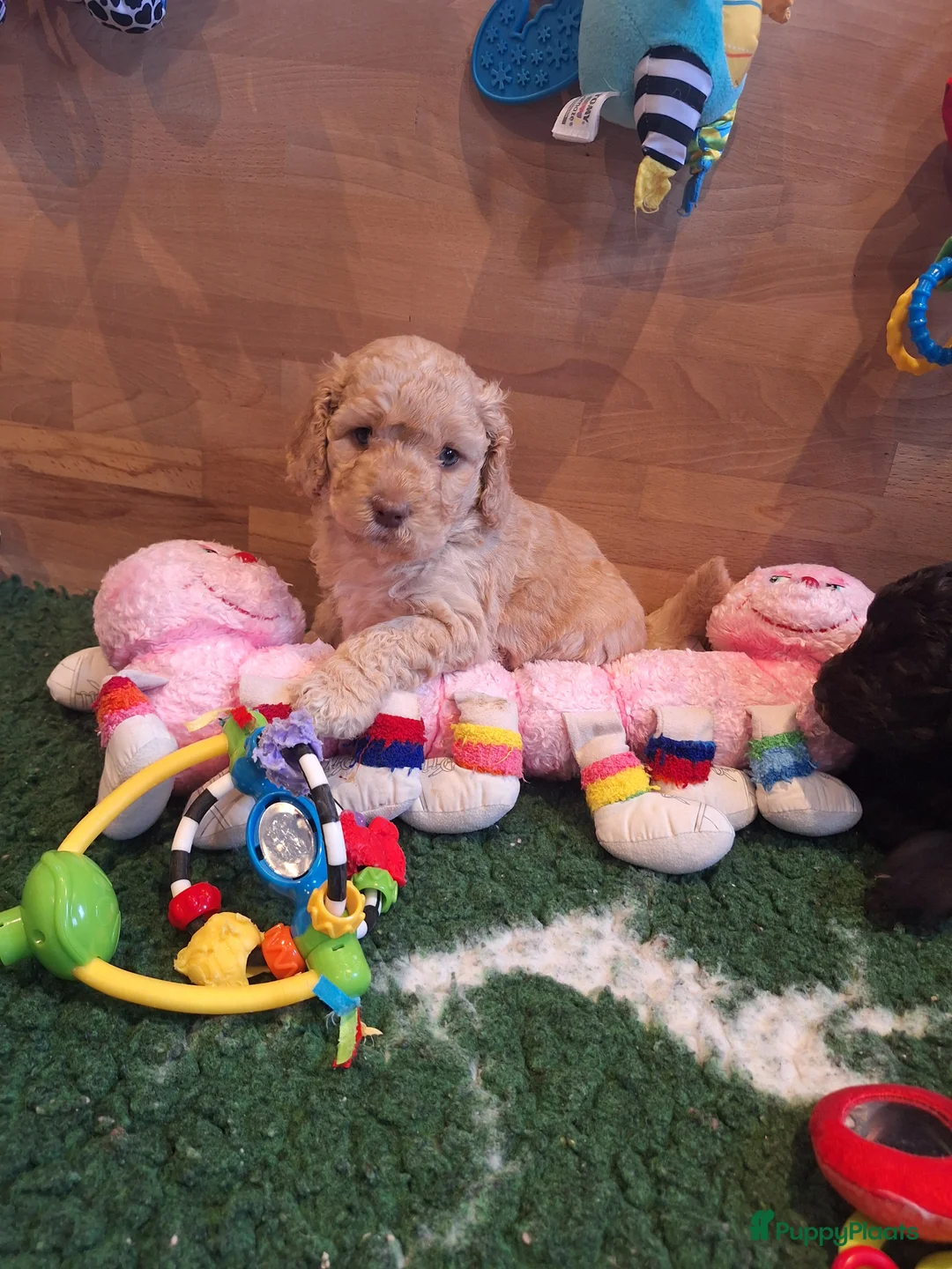 Kruising honden te koop: Australian labradoodle pups - Advertentie 8