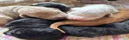 Labradoodle honden te koop: Labradoodle / 'Dubbel Doodle' pups geboren! - Advertentie 20