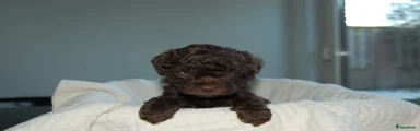 Labradoodle 4