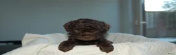 Labradoodle honden te koop: Prachtig mooie merle tan doodle’s  in Valkenswaard - Advertentie 8