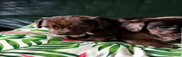 Teckel (korthaar)  honden te koop: Dwerg teckel pups Klaar voor hun nieuwe 4ever home - Advertentie 4