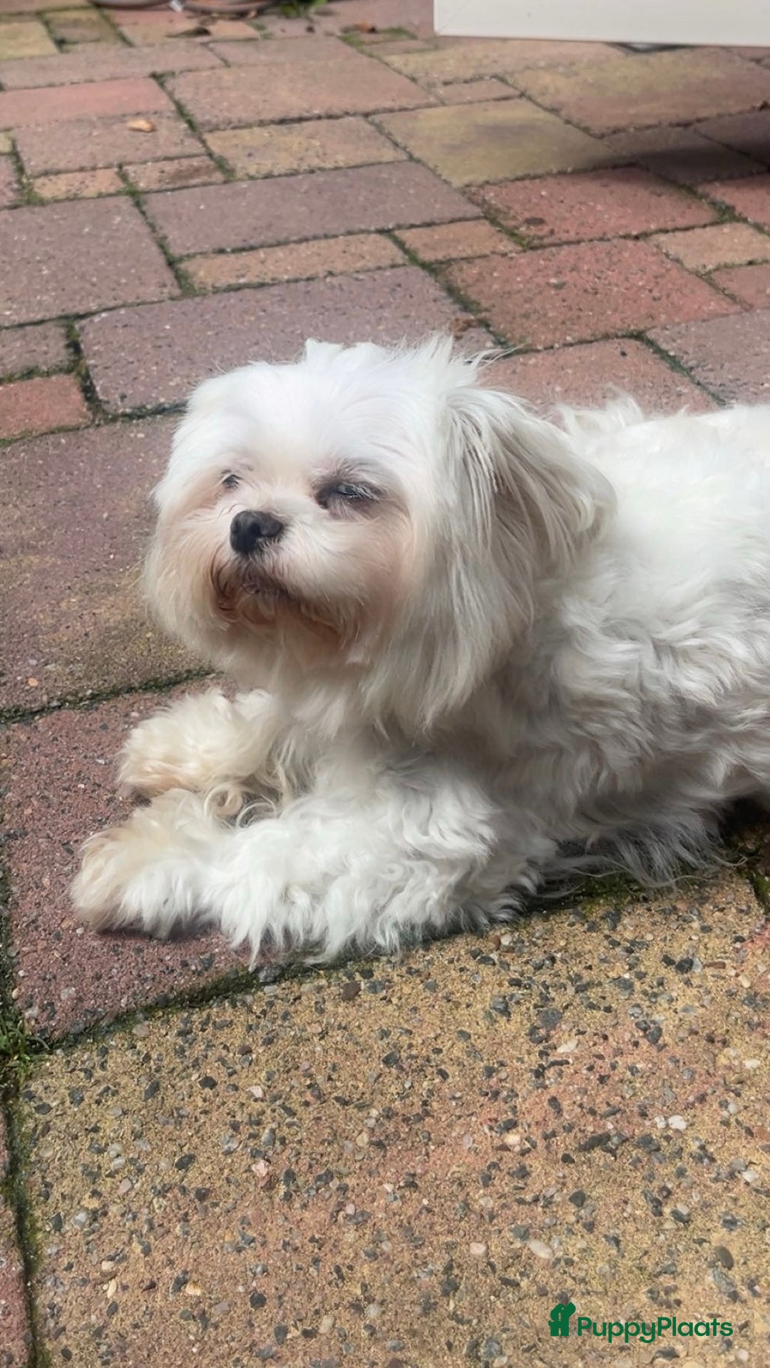 Maltezer honden ter dekking: Maltezer  in Veendam - Afbeelding 9