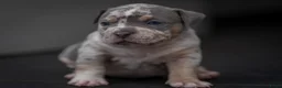 Amerikaanse Bully honden te koop: American Bully pocket pups verwacht  - Advertentie 14