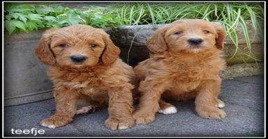 Labradoodle honden - Advertentie 8