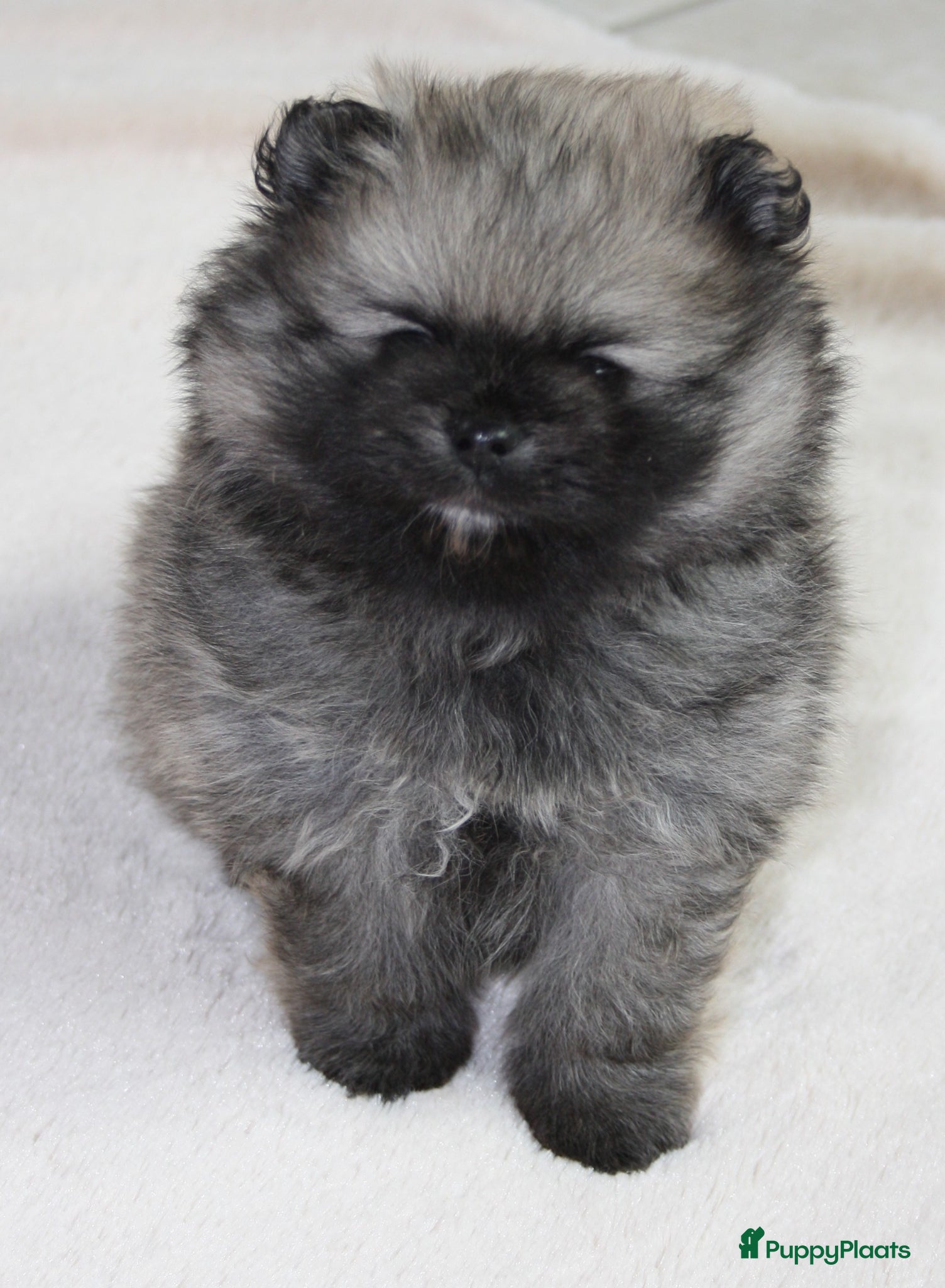 Pomeriaan honden pomeriaan - Advertentie 1