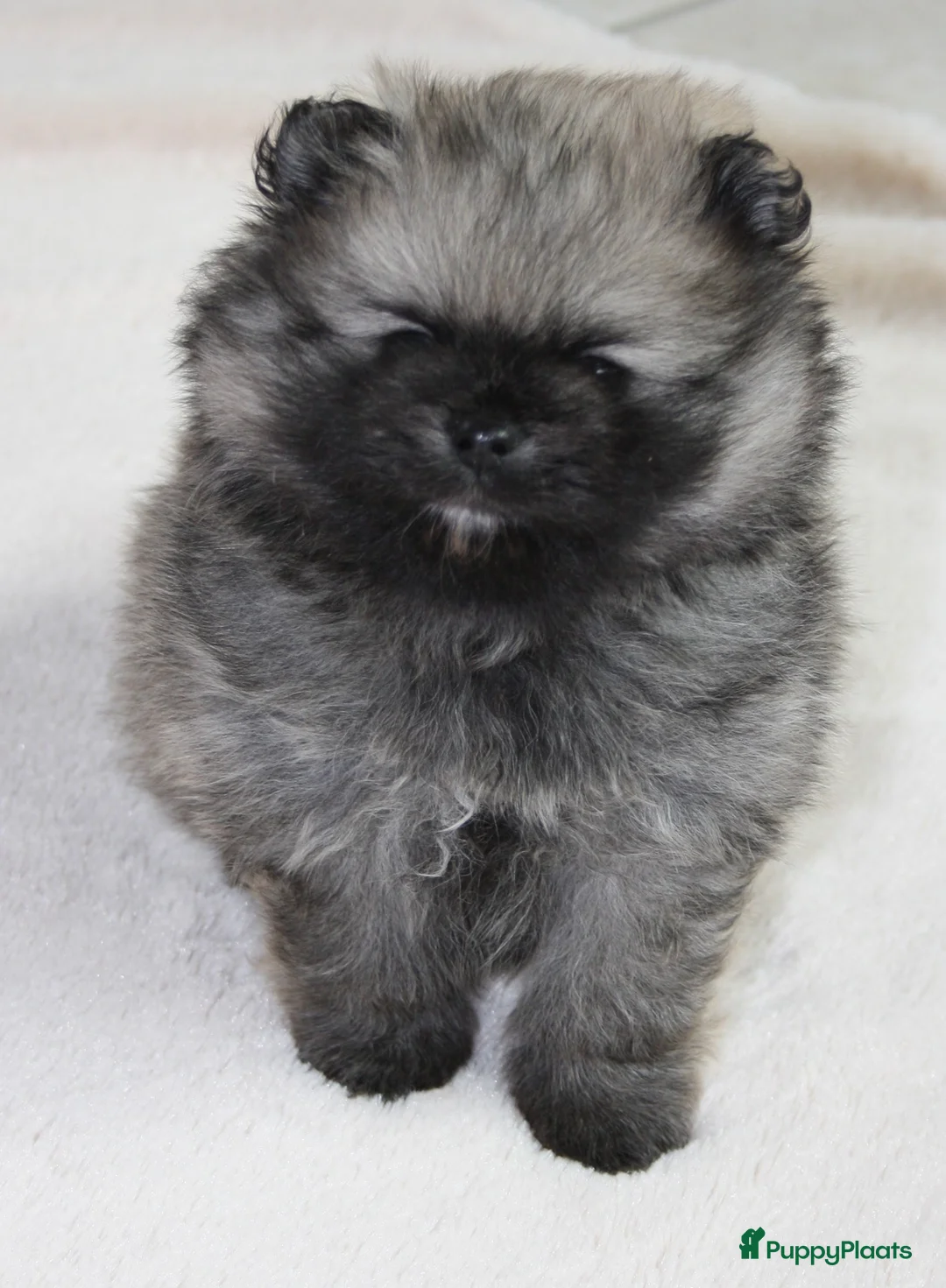 Pomeriaan honden te koop: pomeriaan/dwergkees pup reutje met FCI stamboom - Advertentie 1