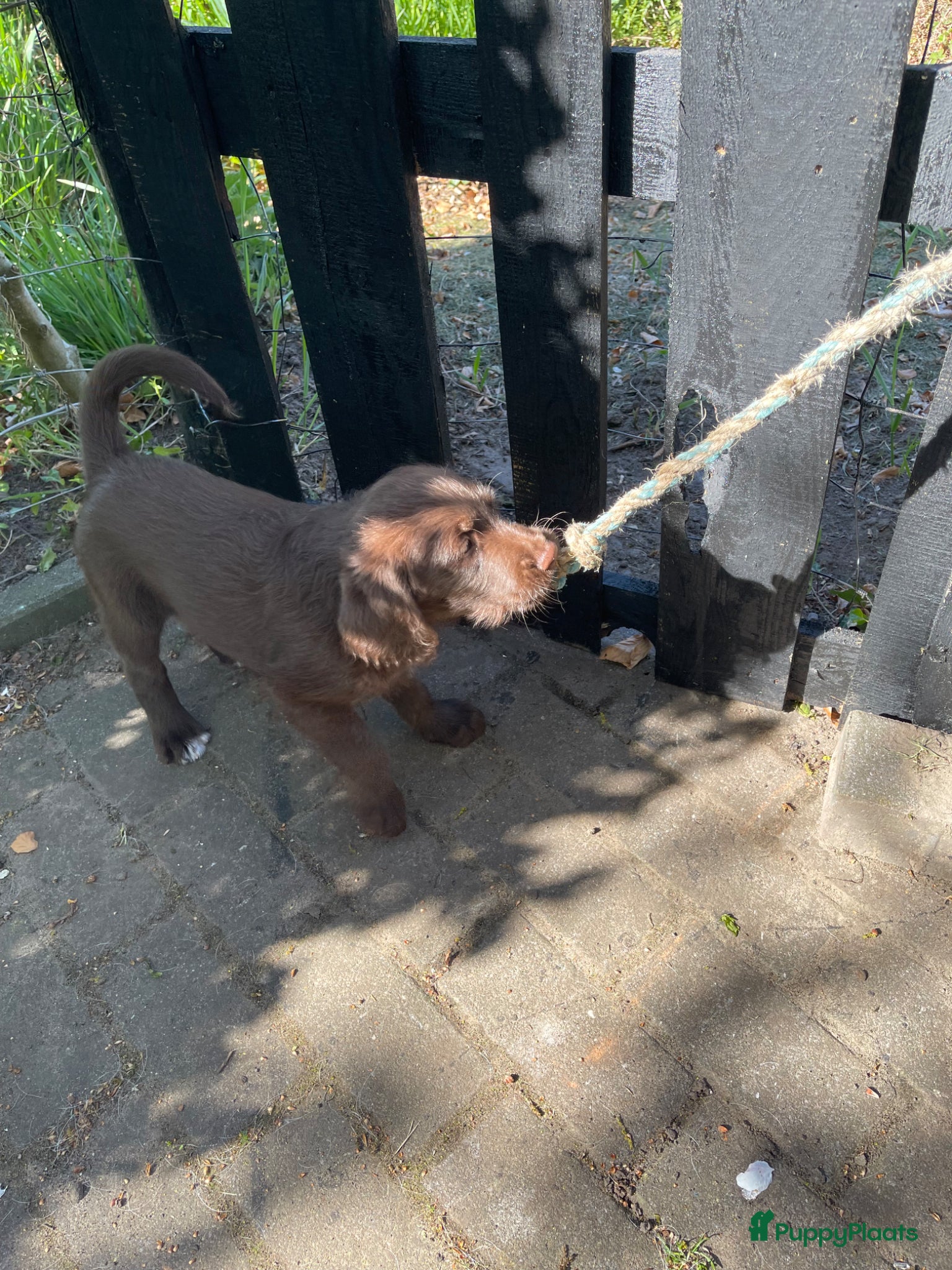 Labradoodle honden 2 van de 5 unieke Labradoodle bruin/wit aftekening - Advertentie 2