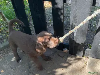Labradoodle honden 2 van de 5 unieke Labradoodle bruin/wit aftekening - Advertentie 6