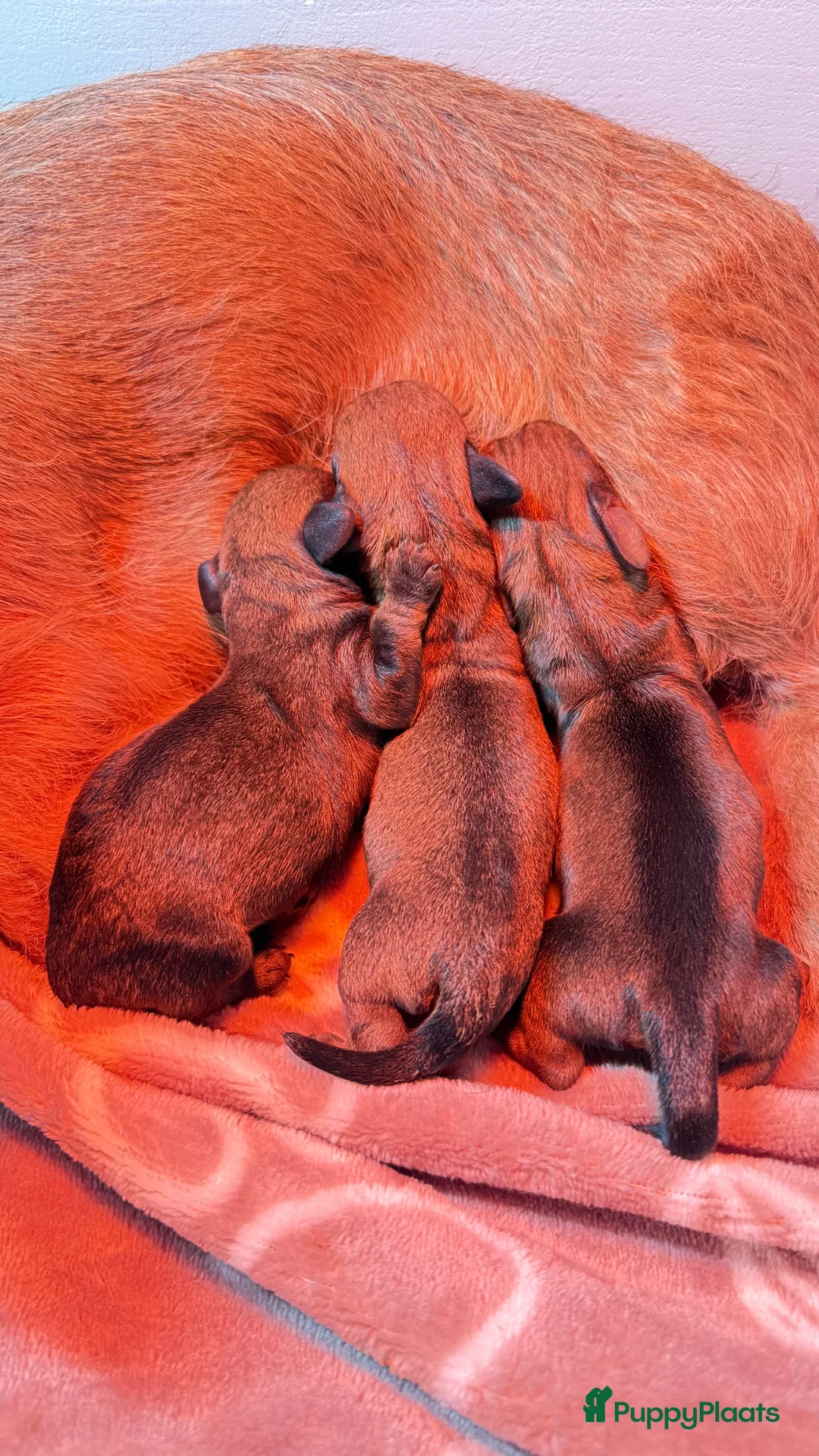 Ruwhaar Teckel honden te koop: Rode ruwharige kaninchen teckelpups- met stamboom  in Goirle - Advertentie 2