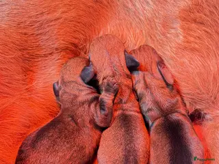 Ruwhaar Teckel honden Rode ruwharige kaninchen teckelpups- met stamboom - Advertentie 1