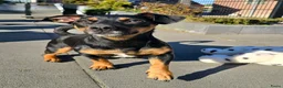 Jack Russel Terriër honden te koop: Te koop: Black & Tan Jack Russell Teef (2 jaar) - Advertentie 7