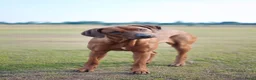 Rhodesian Ridgeback honden te koop: Rhodesian Ridgeback pups  - Advertentie 11