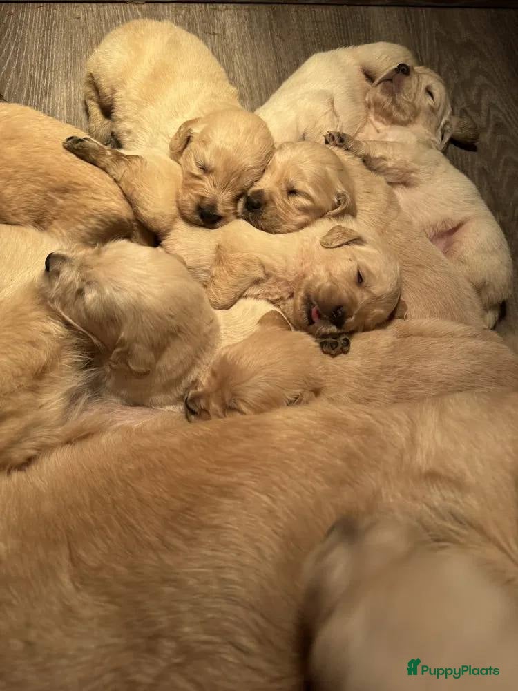 Golden Retriever honden Golden Retriever pups - Advertentie 1