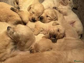 Golden Retriever honden Golden Retriever pups - Advertentie 2